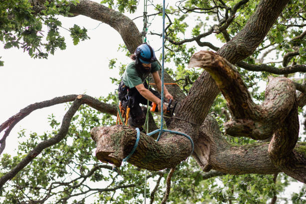 How Our Tree Care Process Works  in  Los Lunas, NM